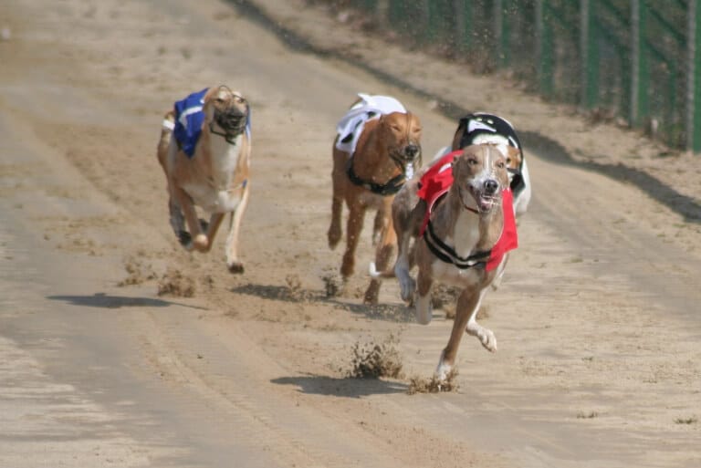 Fyra magyar agar som springer på en hundkapplöpningsbana