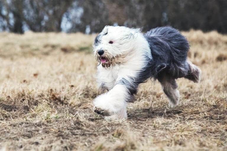 Old english sheepdog som springer över ett fält