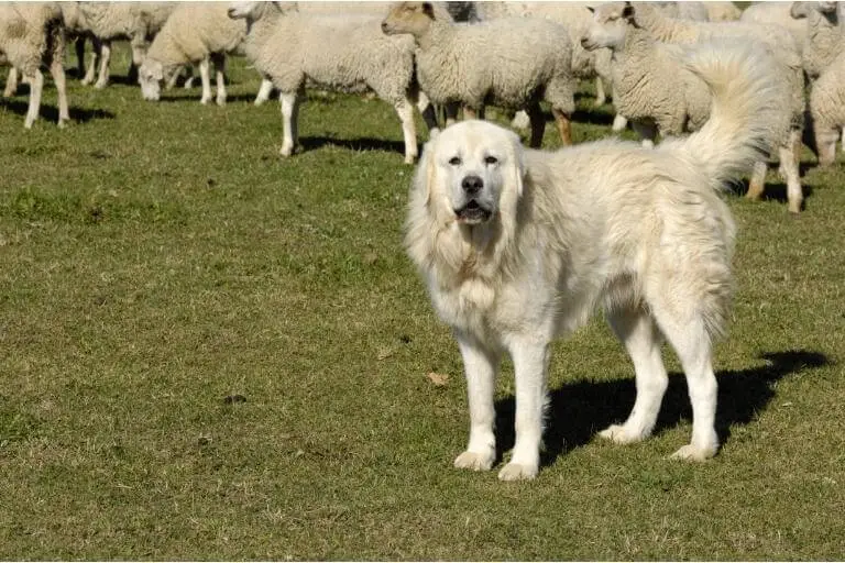 Pyrenéerhund som vallar en skock får