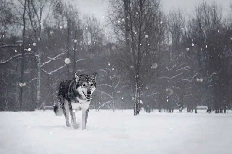 Saarloos wolfhond i snö