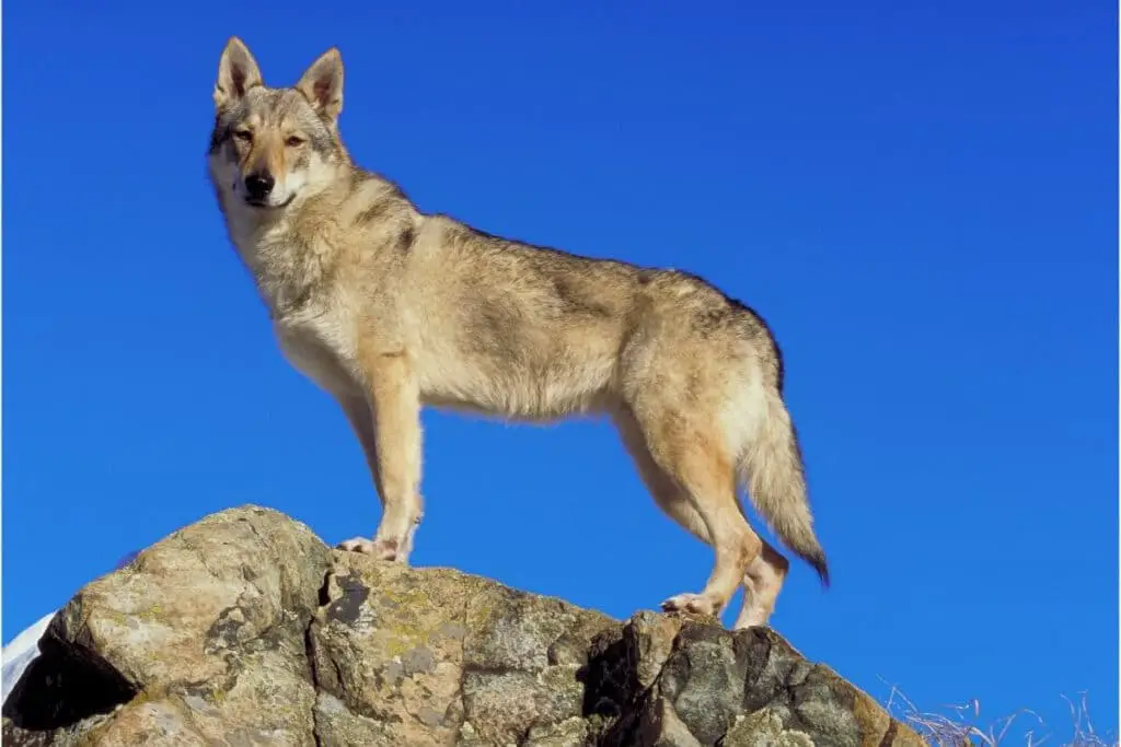 Saarloos wolfhond som står på en klippa