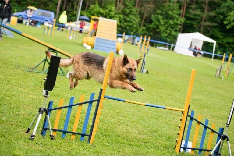 Tysk schäferhund som hoppar över ett agilityhinder