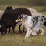 Australian Shepherd – en av de vallande hundraserna