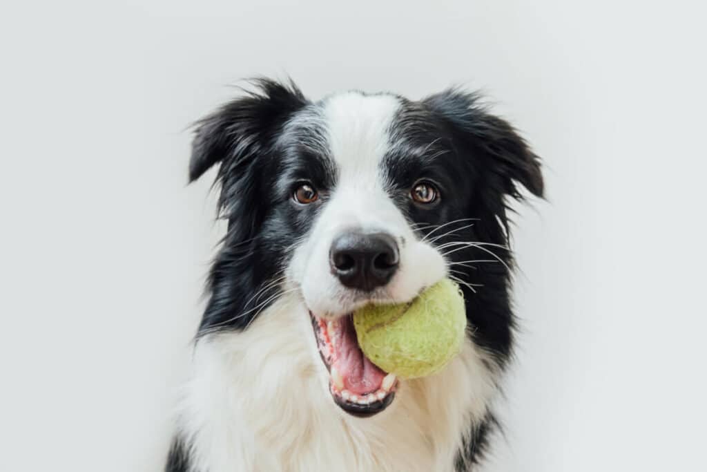 Aktivera hunden med tennisboll