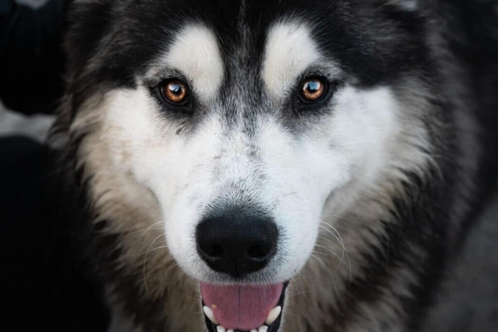 Närbild på en canadian eskimo dog