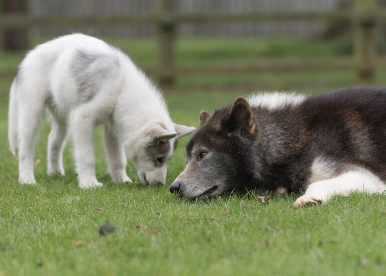 Två hundar av rasen canadian eskimo dog