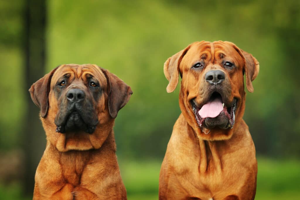 Närbild på två hundar av rasen tosa