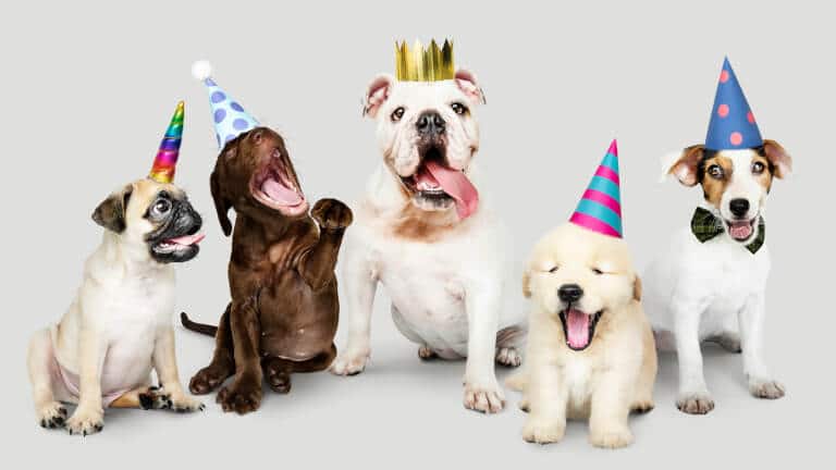 Hund som fyller år och firar med sina hundkompisar