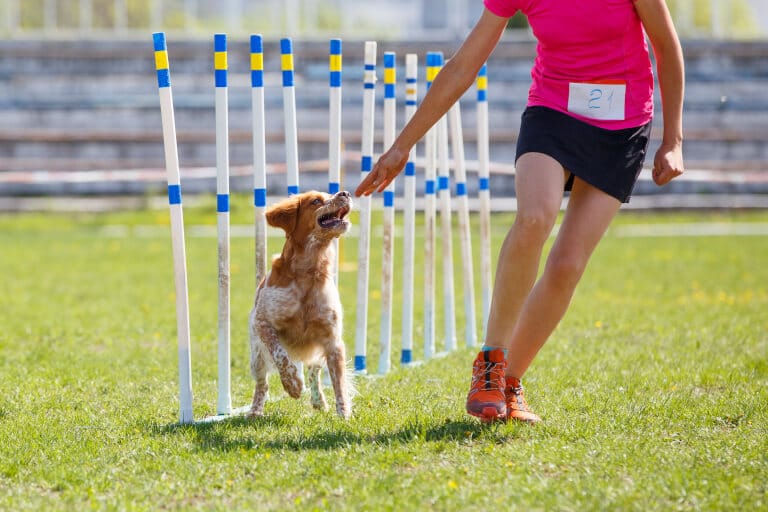 Kvinna och hund i tävling i agility för nybörjare