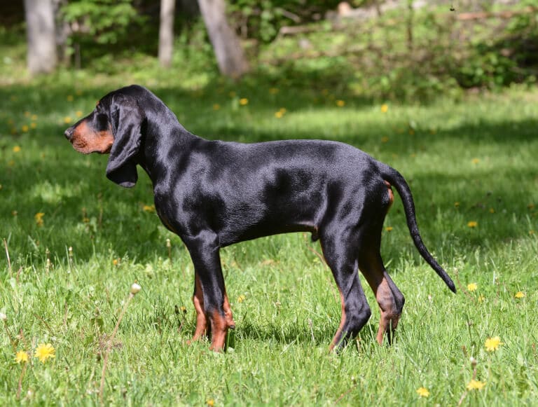 Black and tan coonhound sedd från sidan