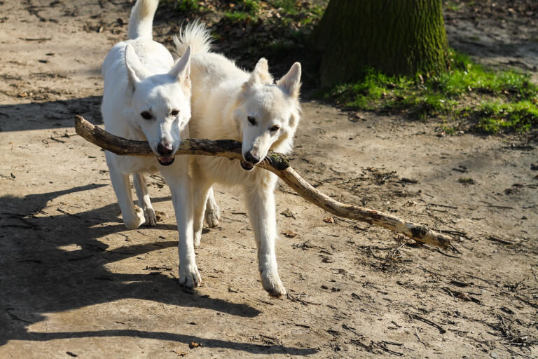 Två hundar av rasen canaan dog som bär en stor pinne tillsammans