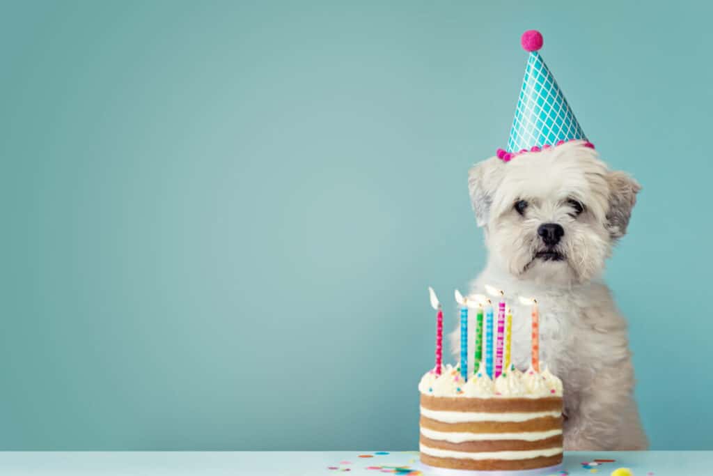 Hund som firar sin födelsedag med tårta
