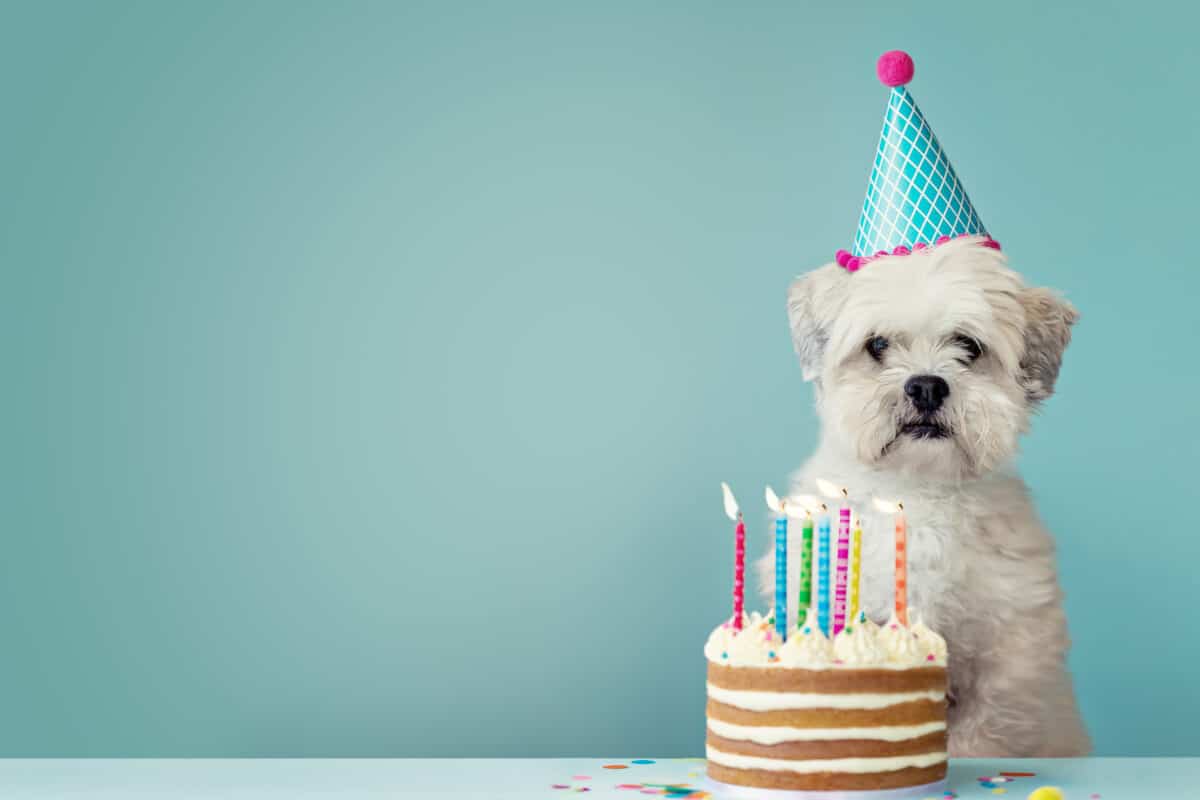 Hund som firar sin födelsedag med tårta