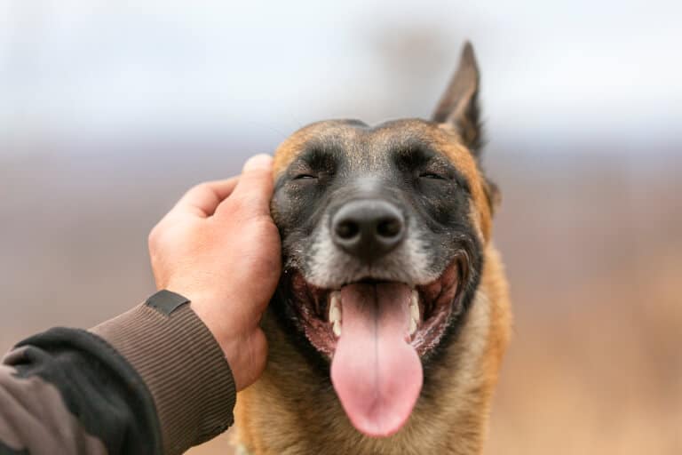 Människa som visar uppskattning för en glad hund