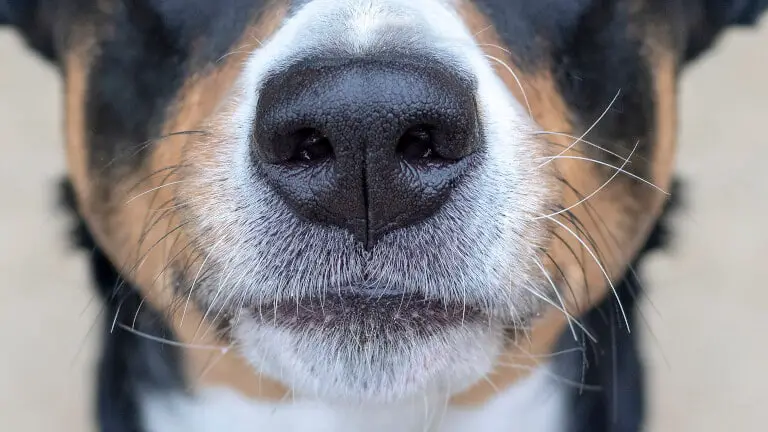 Närbild på en hunds nos