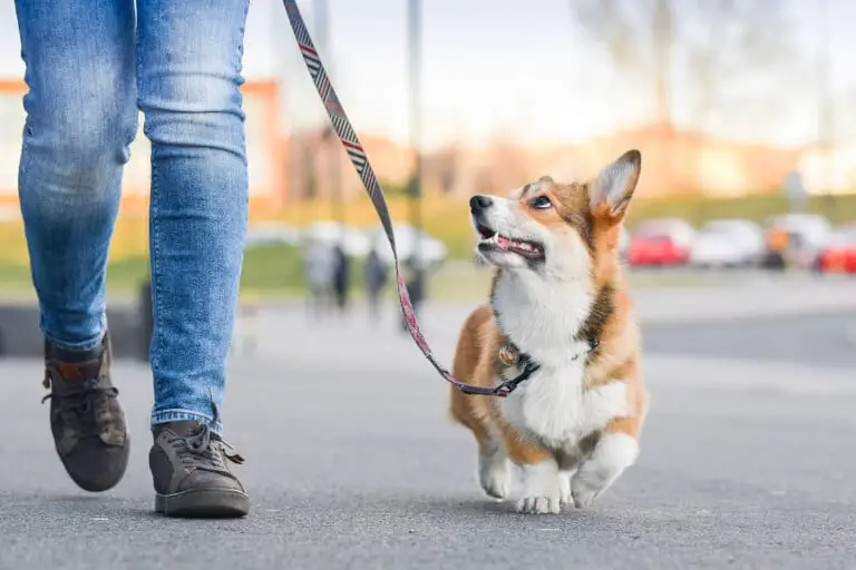 Hund som är ute och promenerar med sin ägare