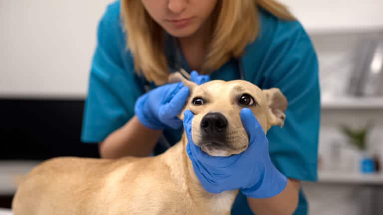 Hund som undersöks av en veterinär