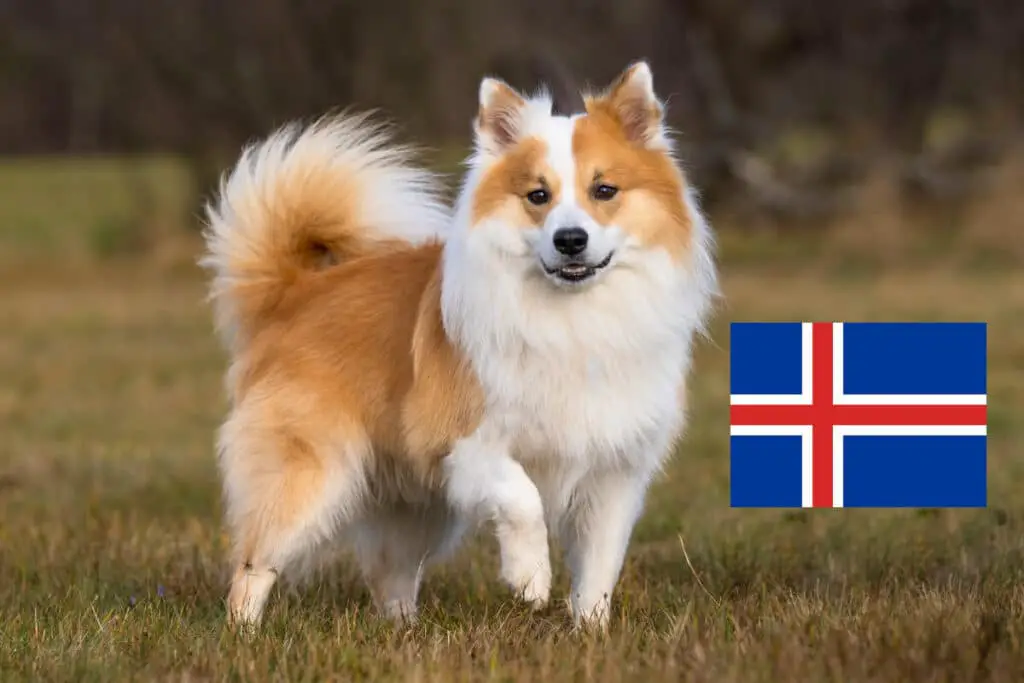 Isländsk fårhund – den enda hundrasen från Island