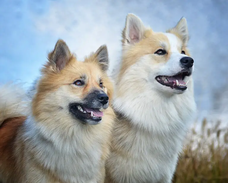 Två isländska fårhundar