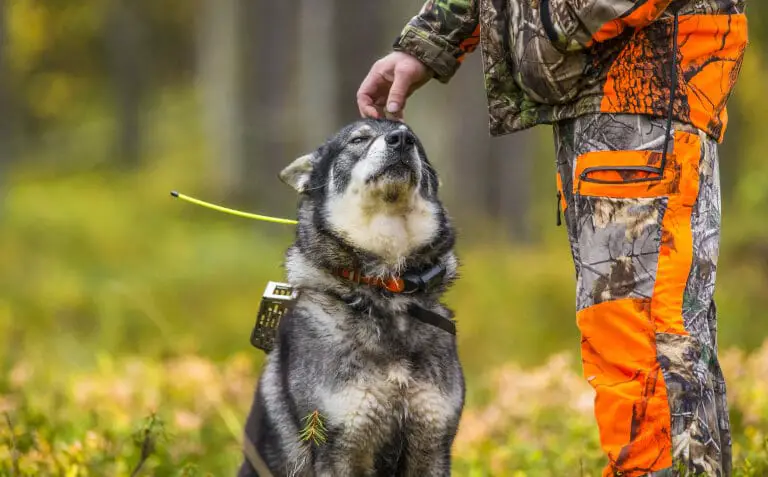 Jämthunden är en av de nordiska hundraserna och klappas här av en jägare