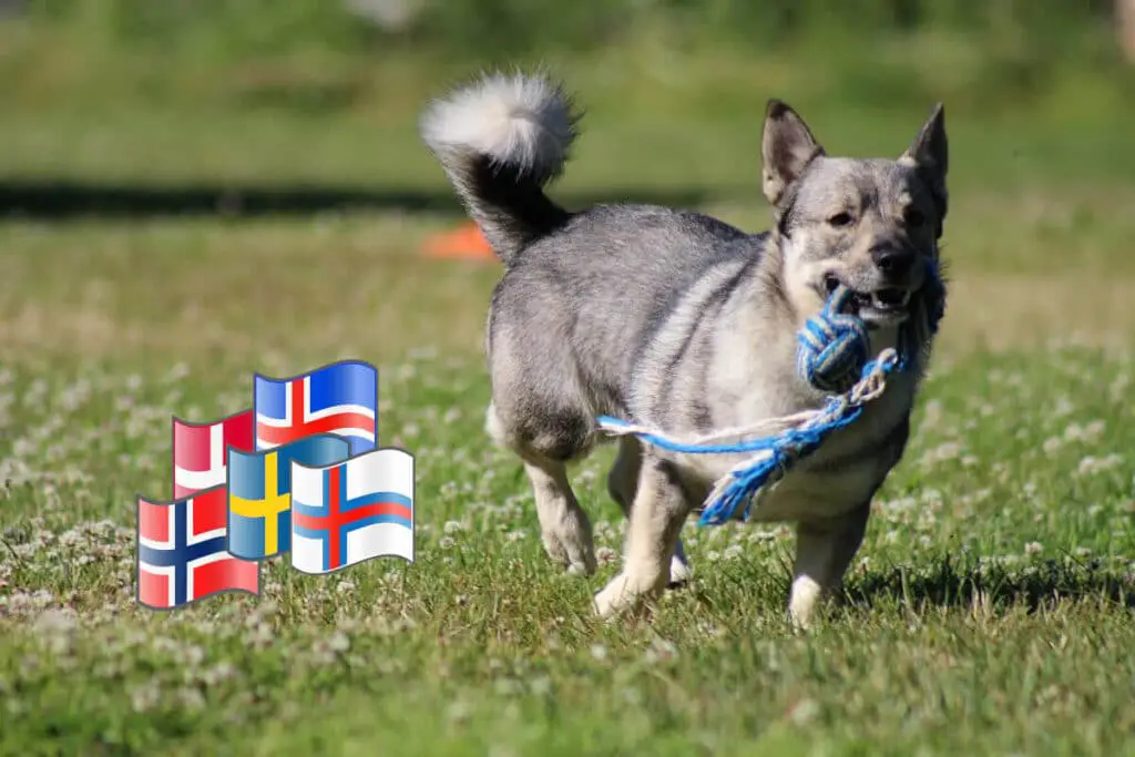 Västgötaspets – en av våra nordiska hundraser