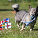 Västgötaspets – en av våra nordiska hundraser
