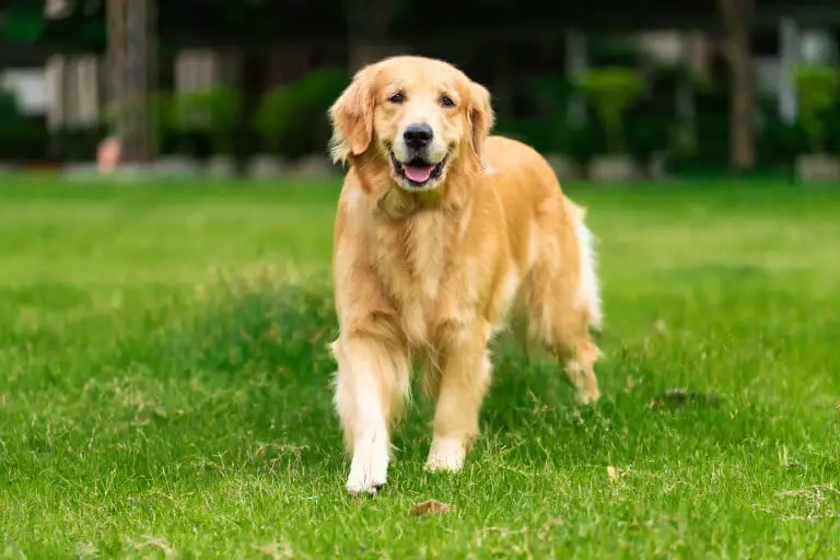 Golden retriever är urtypen av en snäll hundras