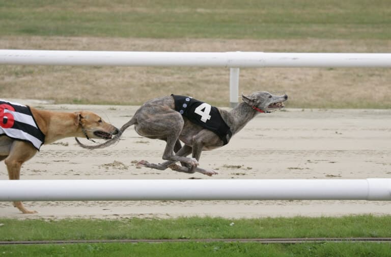 Greyhound som tävlar i hundkapplöpning