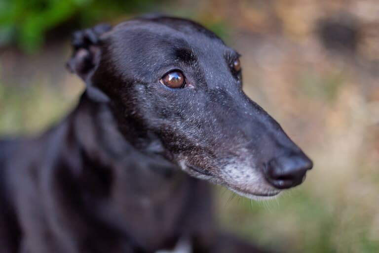 Närbild på en greyhound