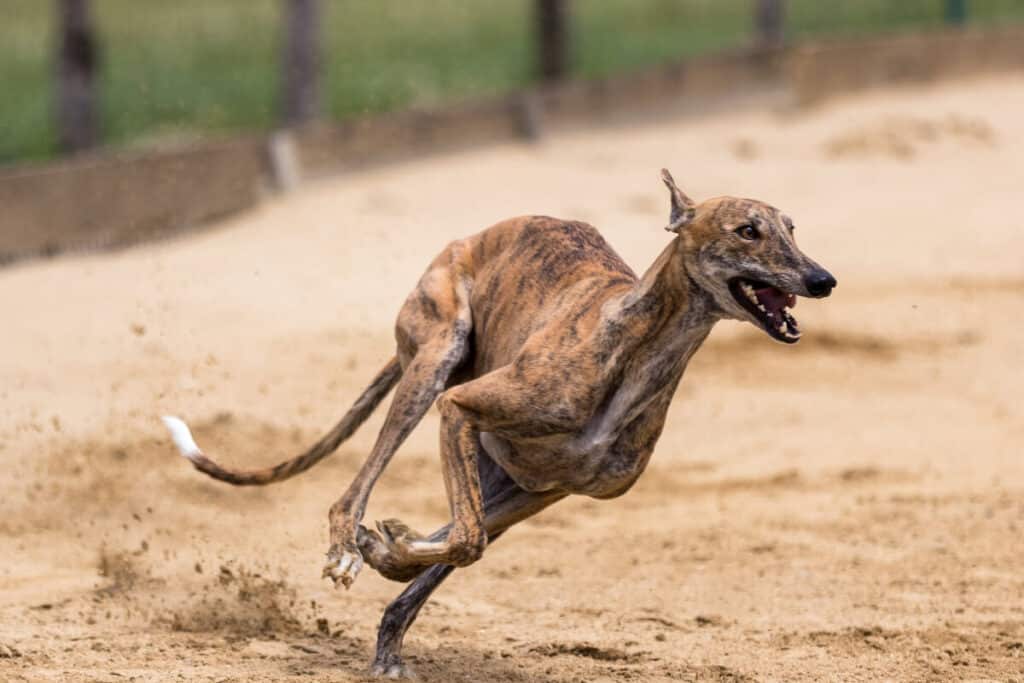 Greyhound som springer snabbt