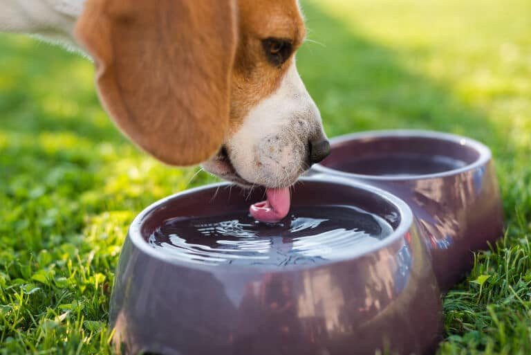 Hund som dricker ur en vattenskål