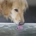 Hund som dricker vatten