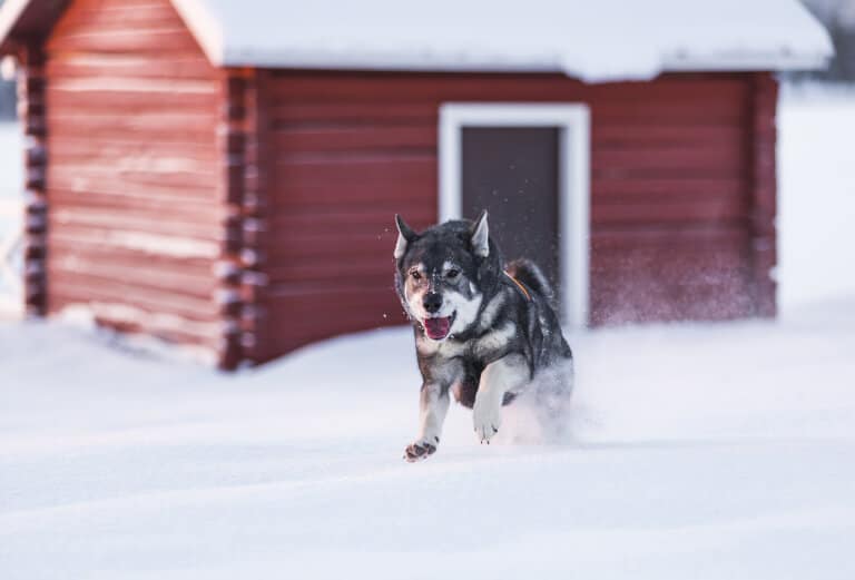 Hund som springer i snön framför en röd stuga