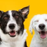 Två snälla hundraser mot en gul bakgrund