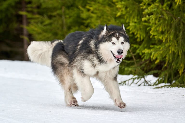 Alaskan malamute som springer i snön