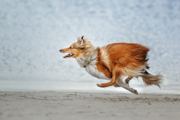 Fotograf lyckas fotografera en hund i rörelse
