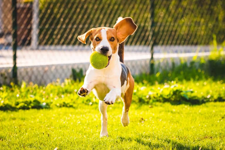 Aktiv hund som hoppar med en boll i munnen
