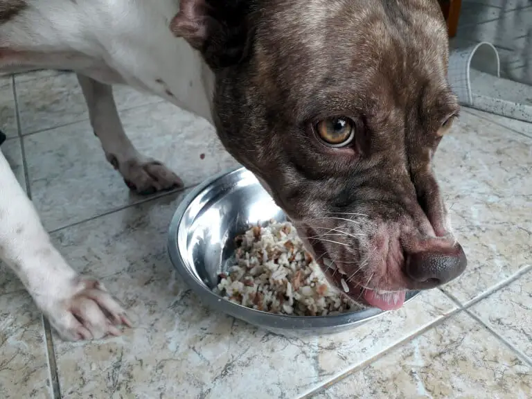 Hund som vaktar matskål