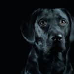 Labrador mot svart bakgrund – en av de hundraser med svart päls som är mest populär