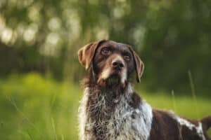 42 Stora Hundraser F r Dig Som Gillar Lite St rre Hundar Hund24 Hund24 42-stora-hundraser-f-r-dig-som-gillar-lite-st-rre-hundar-hund24-hund24