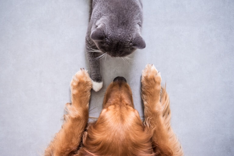 Närbild på en hund och en katt som träffar varandra