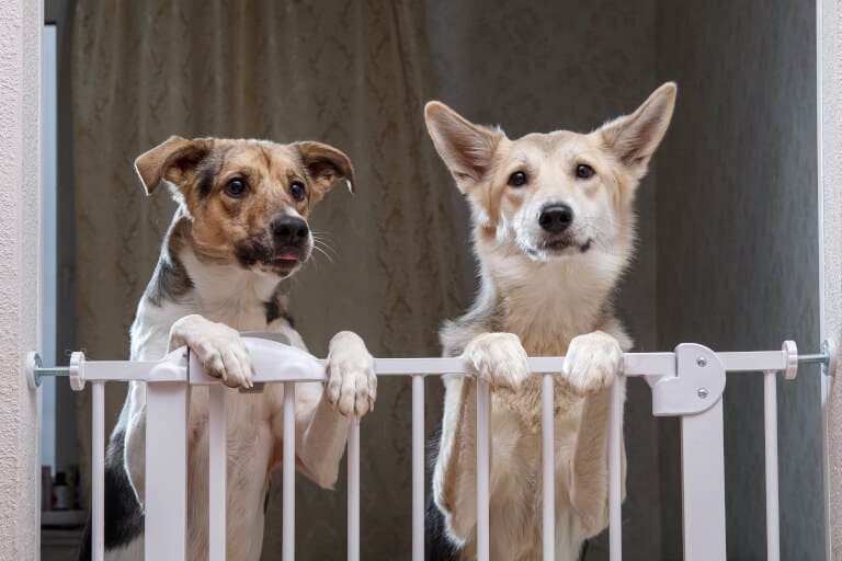 Två hundar som står på bakbenen och hänger på en hundgrind