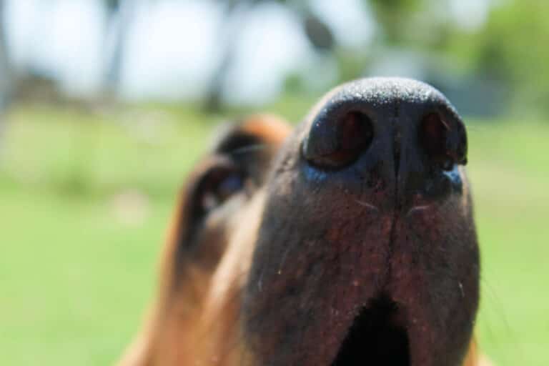 Okänd hundras med bra luktsinne