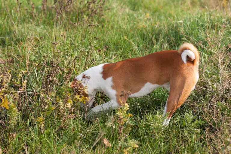 En av de mindre hundraser som jagar råttor genom att gräva i marken