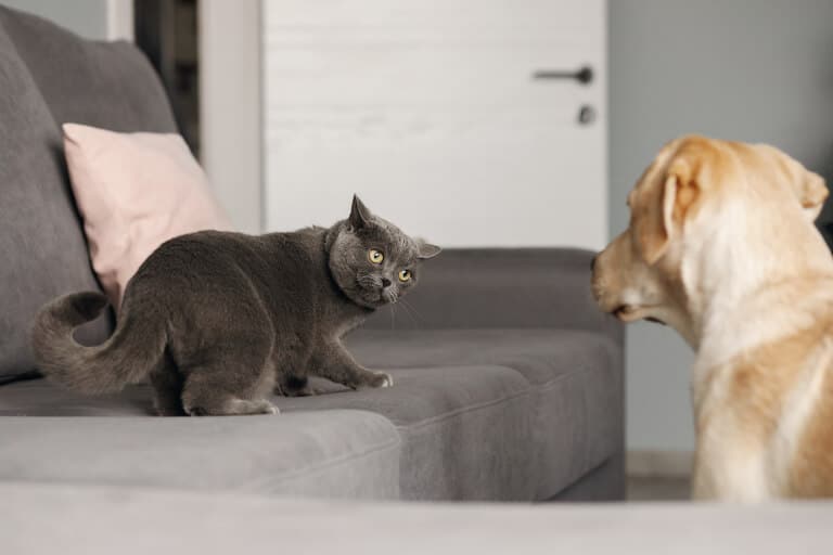 Katt som ligger i soffan och tittar på hunden som stirrar på katten