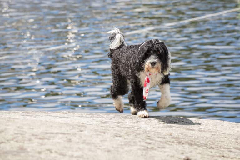 Portugisisk vattenhund