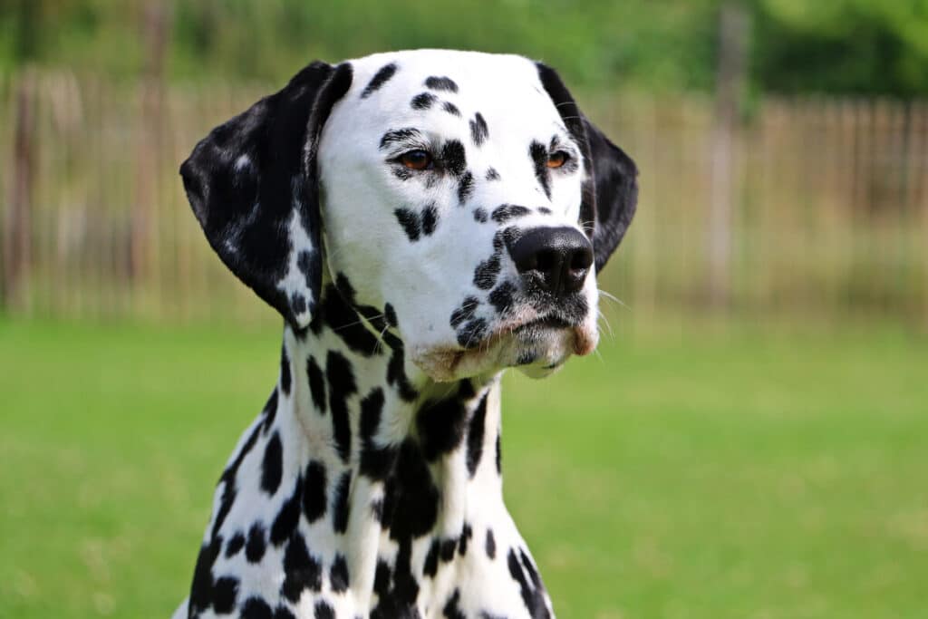 Dalmatiner är den mest kända av alla prickiga hundraser