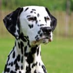 Dalmatiner är den mest kända av alla prickiga hundraser