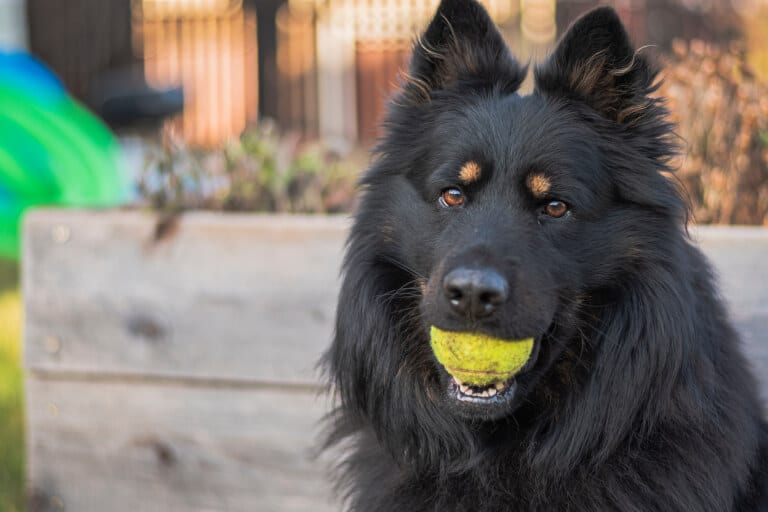 Närbild på en chodský pes med en tennisboll i munnen