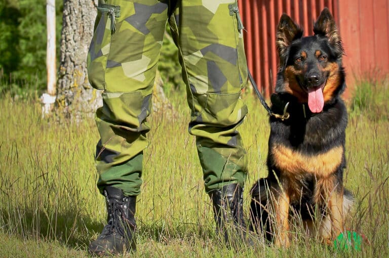 Chodský pes som sitter bredvid en militär